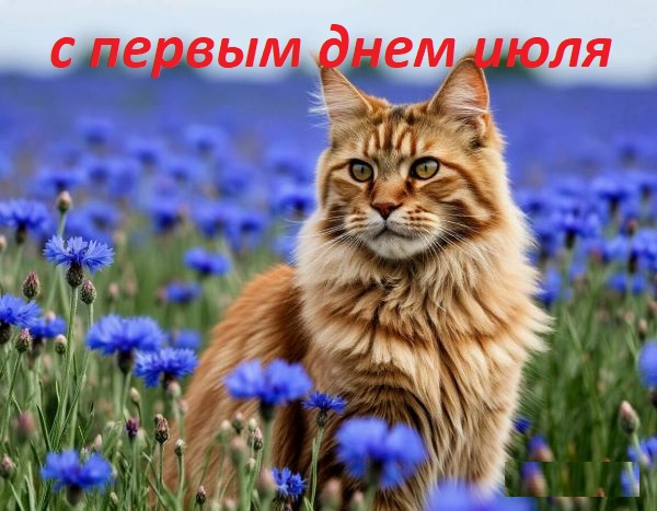 картинки с первым днем июля